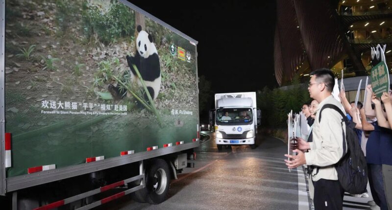 New giant pandas from China arrive in Atlanta zoo