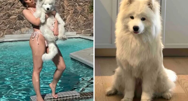 Puppy dies at LA training school after allegedly being locked in hot cage for hours
