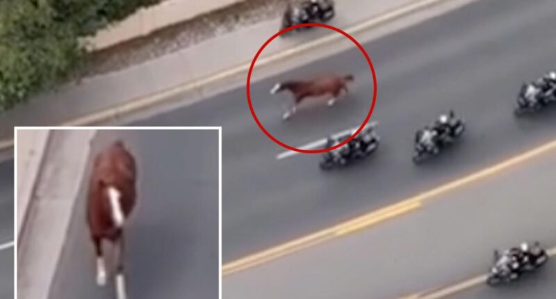 Runaway horse triggers mass police response in Santa Fe