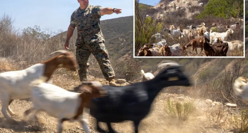 San Diego military base turns to goats to prevent wildfire spread