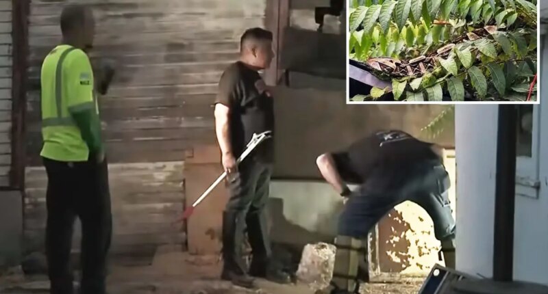 Santa Ana police search for deadly Gaboon viper finds no snake