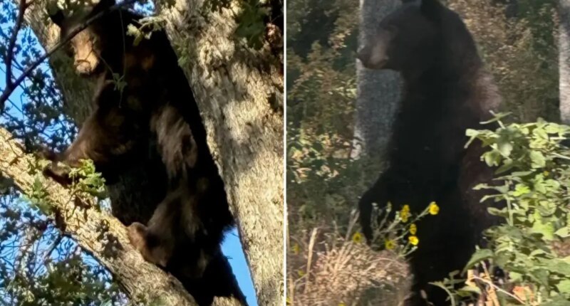 Schools in Oakhurst placed on lockdown after black bear spotted