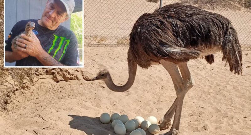 SoCal ostrich shooting deaths investigated deep in the Mojave Desert