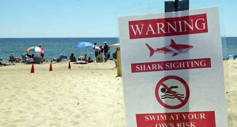 Swimmer rushed to hospital after suspected shark attack at Martha’s Vineyard