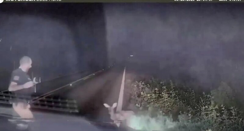 Texas deputy screams and runs after 'dead' deer springs to feet in viral encounter