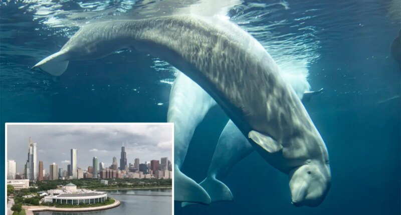 Third beluga whale, Osiris, dies at Chicago aquarium -- after rescue from shuttered Canada marine park