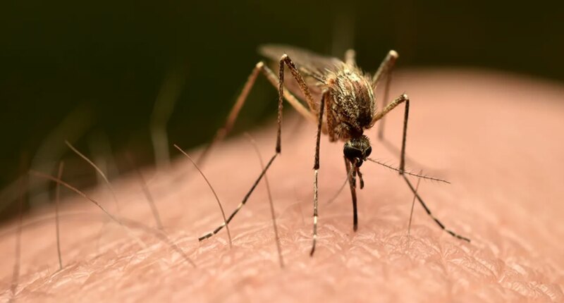 Third person dies after mosquito is reportedly trapped on plane to Germany in 'airport malaria' phenomenon