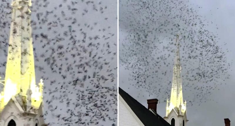 Thousands of birds descend on West Coast church in viral video
