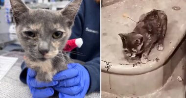 Three charged after cats shot with blow darts in Tennessee