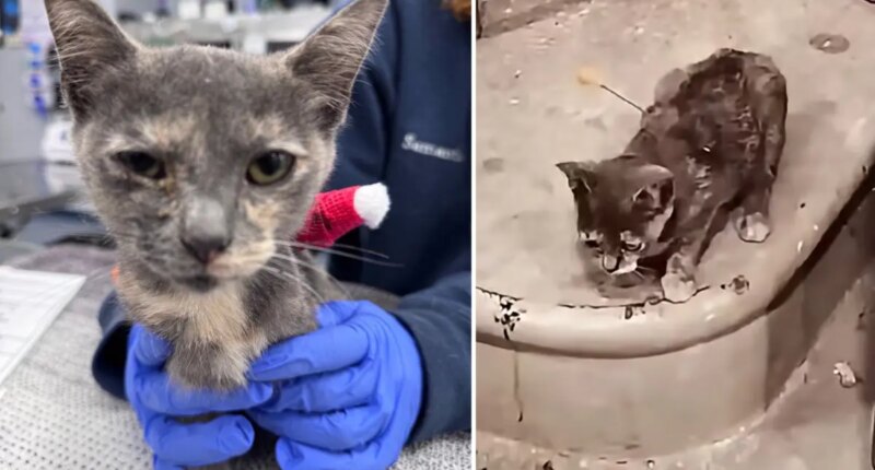 Three charged after cats shot with blow darts in Tennessee