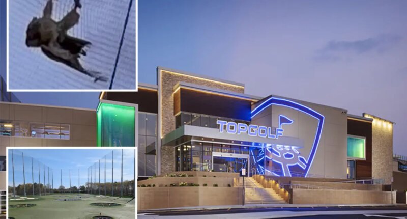 Towering Topgolf nets are killing birdies: animal activists