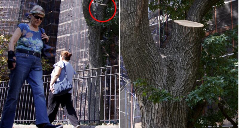 Tree limb that injured NYC hotdog vendor was just inspected: city