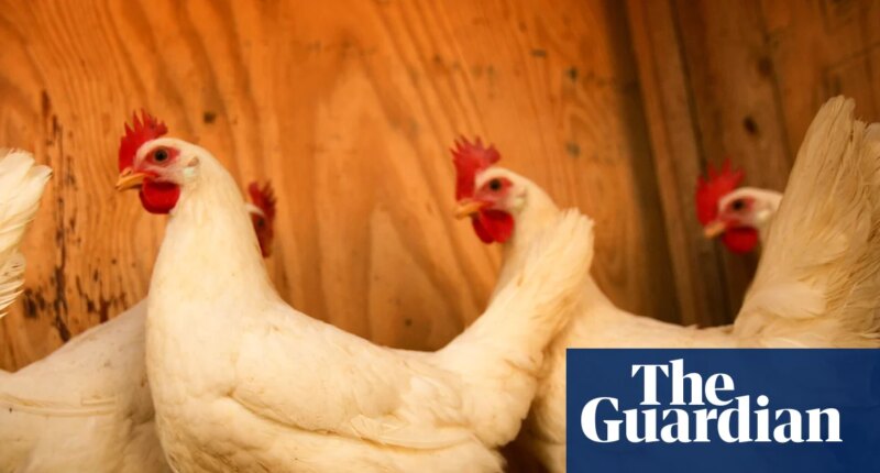 US scientists turn to chickens to sound the alarm as West Nile cases rise