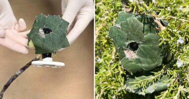 Whittier detectives find hidden camera near burglarized home