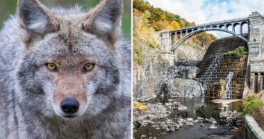 Woman bitten by possibly rabid coyote on Westchester hiking trail