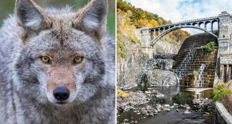 Woman bitten by possibly rabid coyote on Westchester hiking trail