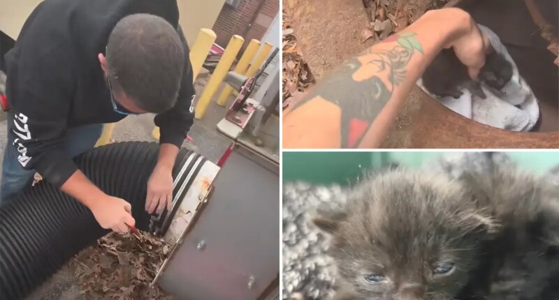 Workers free kittens from shredder that could have 'obliterated' them in purr-fect rescue mission