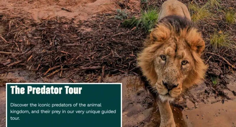 Zoo advertises 'child predator tour' in cringeworthy mistake: 'Seems a bit dangerous'
