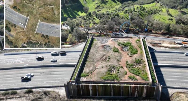 $114M California wildlife crossing to track animal happiness