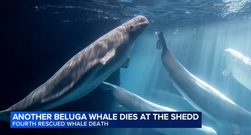 4th beluga whale rescued from Canada dies at Shedd Aquarium, officials say; another resident whale also died