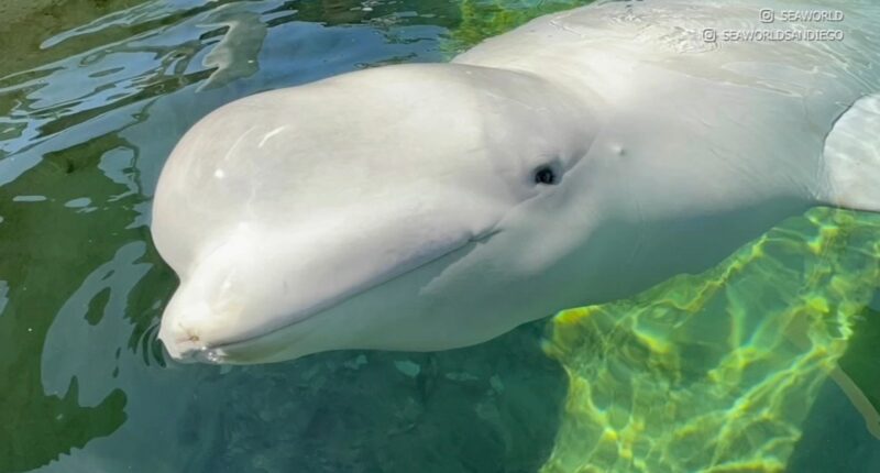 6th beluga whale Cyprus rescued from Marineland theme park in Ontario, Canada dies at SeaWorld San Diego
