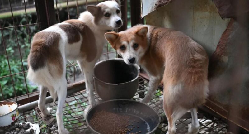 7,600 dogs still held at South Korean meat farms — as animal groups race to save them