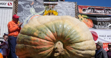 A giant pumpkin named Rocky gives a champion grower his California comeback
