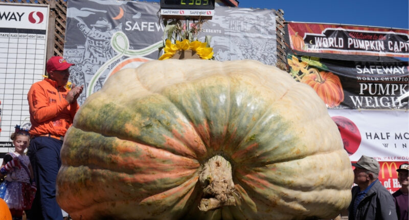A giant pumpkin named Rocky gives a champion grower his California comeback
