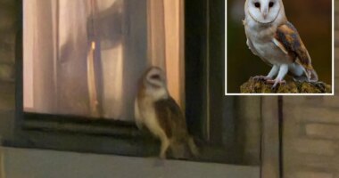 American Barn Owl spotted in Upper West Side near Central Park