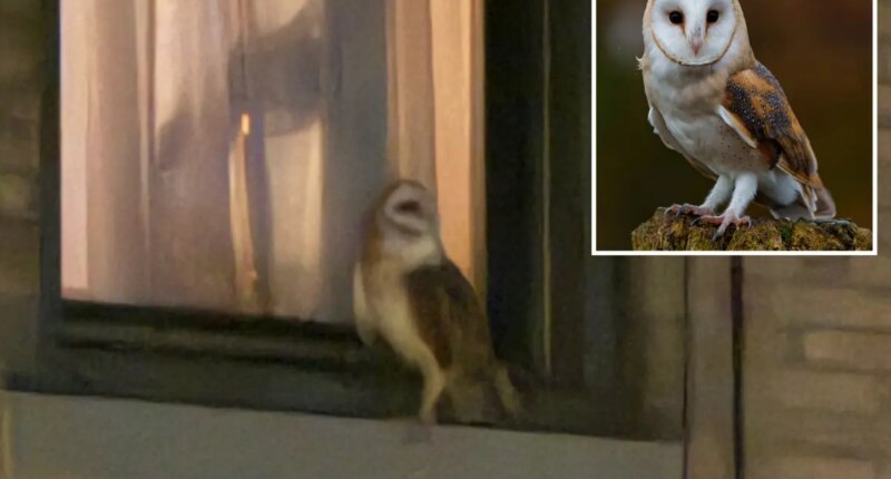 American Barn Owl spotted in Upper West Side near Central Park