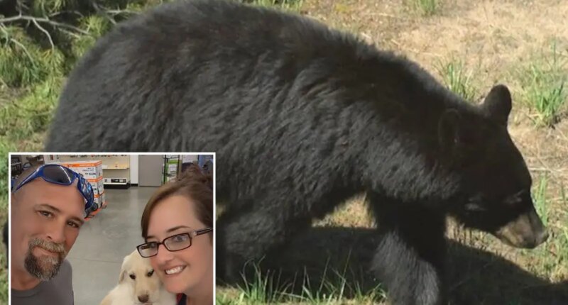 Bear injures 2 Idaho residents, gets euthanized