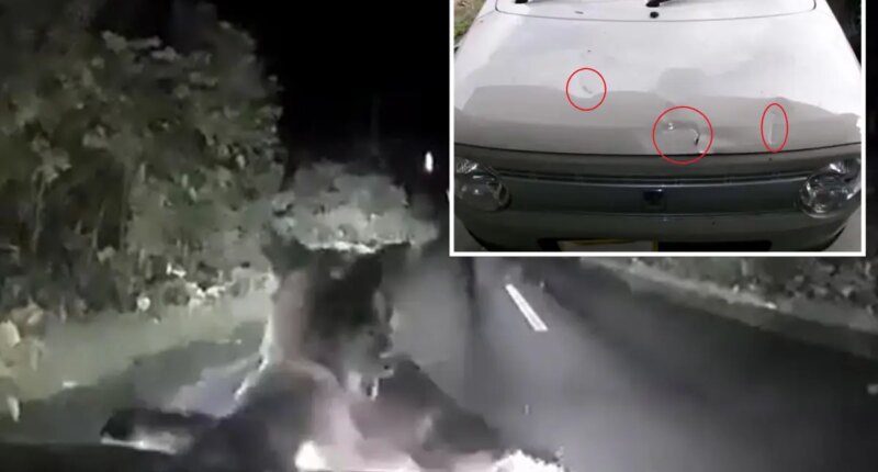 Bear springs attacks car in Hokkaido, Japan