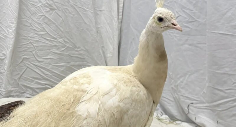 Beloved neighborhood peacock 'Sugar' gets ritzy relocation after recovering from mailman attack