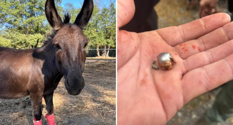 Beloved therapy donkey killed by hunter who blames bad shot