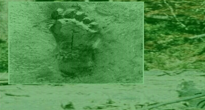 Bigfoot sightings across 14 US states reveal eerie pattern