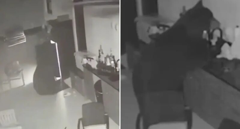 Black bear sneaks into family's backyard, swipes booze from fridge after eating trash: 'I figured he was thirsty'