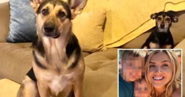 Blind dog sparks deadly house fire, killing itself and canine sibling