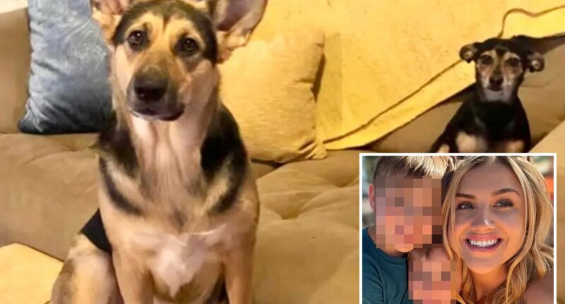 Blind dog sparks deadly house fire, killing itself and canine sibling
