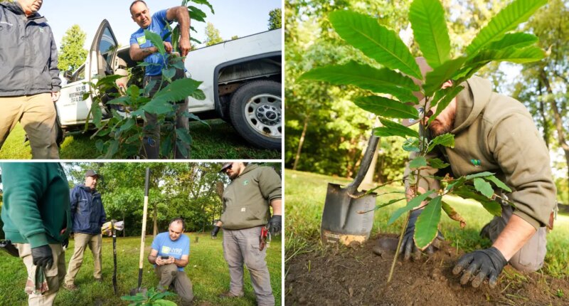 Bronx Zoo plants mini-forest of 'functionally extinct' trees after species was ravaged fungus