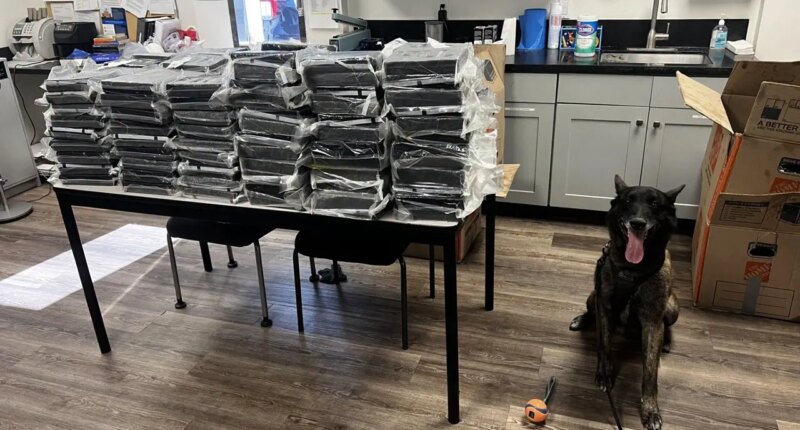 California K-9 Otis helps police seize 440 pounds of cocaine during Alhambra traffic stop