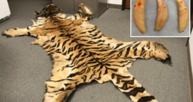 California couple sentenced for trafficking rhino horns, lion teeth