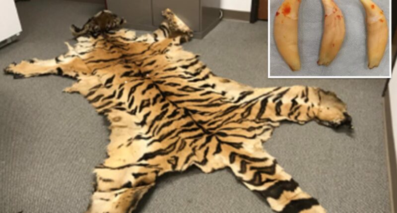 California couple sentenced for trafficking rhino horns, lion teeth