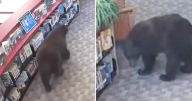 Cute bear caught breaking into Mammoth Lakes Library in California
