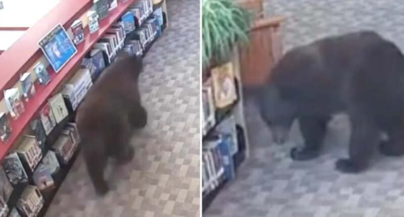 Cute bear caught breaking into Mammoth Lakes Library in California
