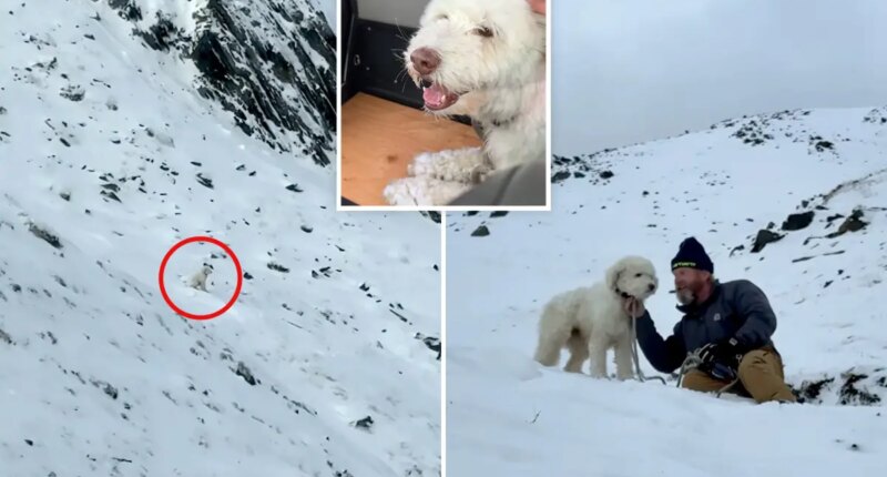 Dog separated from owner in Alaska avalanche found alive 2 days later