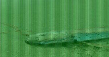 'Doomsday fish' washes ashore and sparks claims of impending disaster