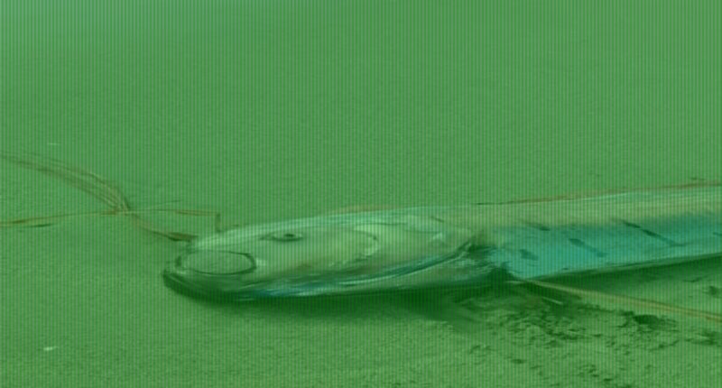 'Doomsday fish' washes ashore and sparks claims of impending disaster