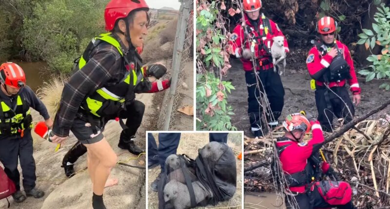 Dramatic river rescue saves two women and four dogs in San Bernardino