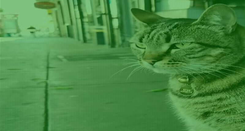 Elon Musk calls Waymo robotaxis 'pet destroyers'