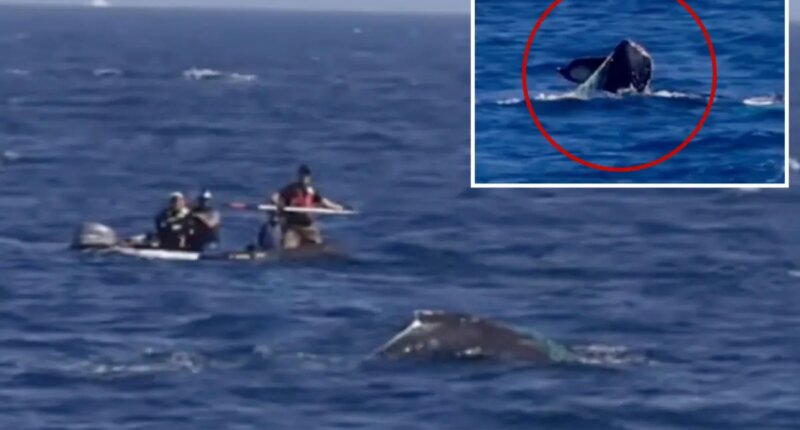 Entangled humpback whale spotted off Palos Verdes coast